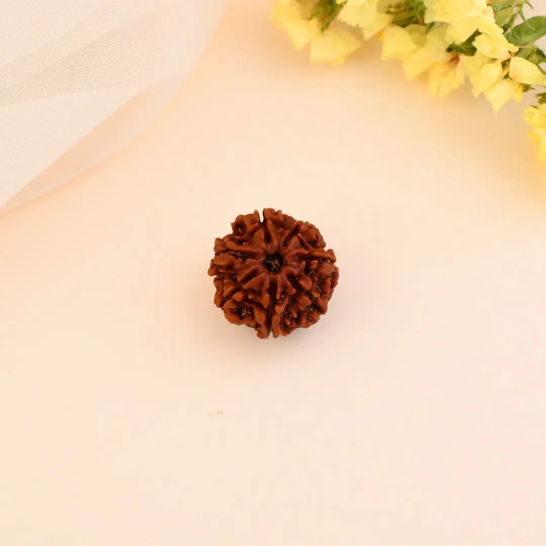 7 Mukhi Rudraksha pendent