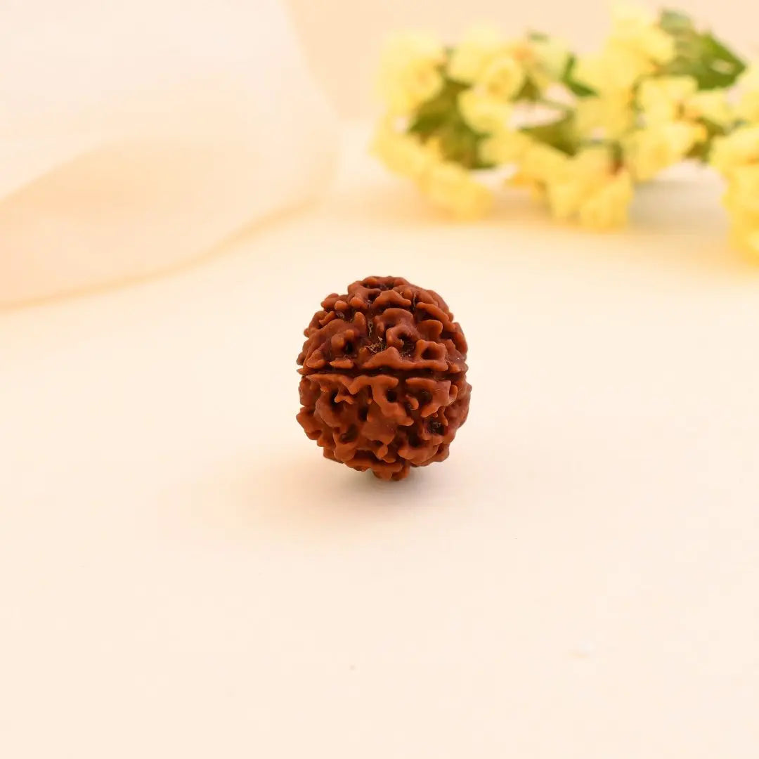 7 Mukhi Rudraksha pendent